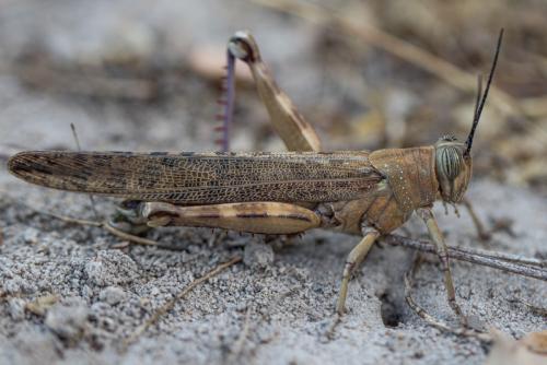Réf. 249 570 : Anacridium sp.